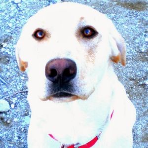 Meet your Posher, Joe